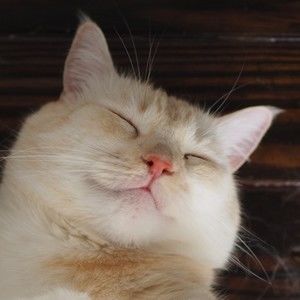 Meet your Posher, Elyse